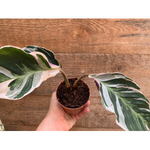 Calathea white fusion M