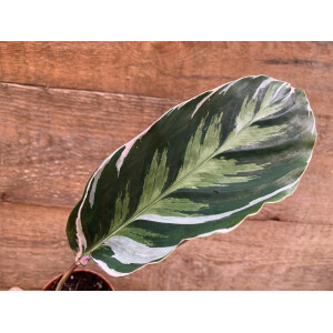 Calathea white fusion M