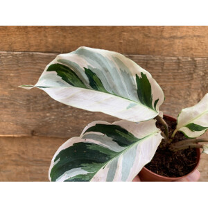Calathea white fusion M