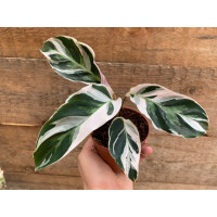 Calathea white fusion M