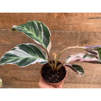 Calathea white fusion M