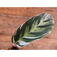 Calathea white fusion M