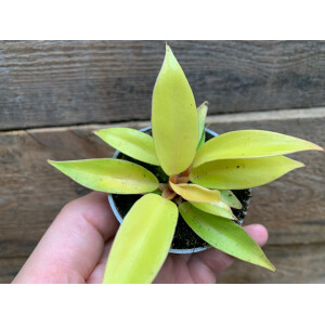 Philodendron Prince of Orange Babyplant