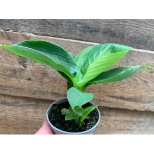 Musa acuminata Babyplant