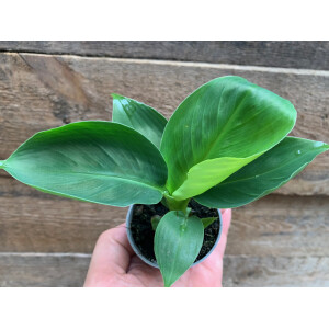 Musa acuminata Babyplant