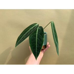 Anthurium warocqueanum The Queen Anthurium