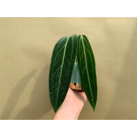 Anthurium warocqueanum The Queen Anthurium