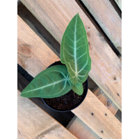 Anthurium villenaorum