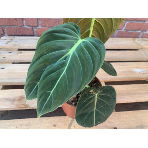 Philodendron melanochrysum XL