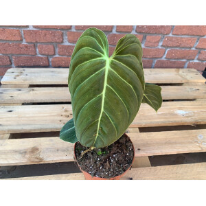 Philodendron melanochrysum XL