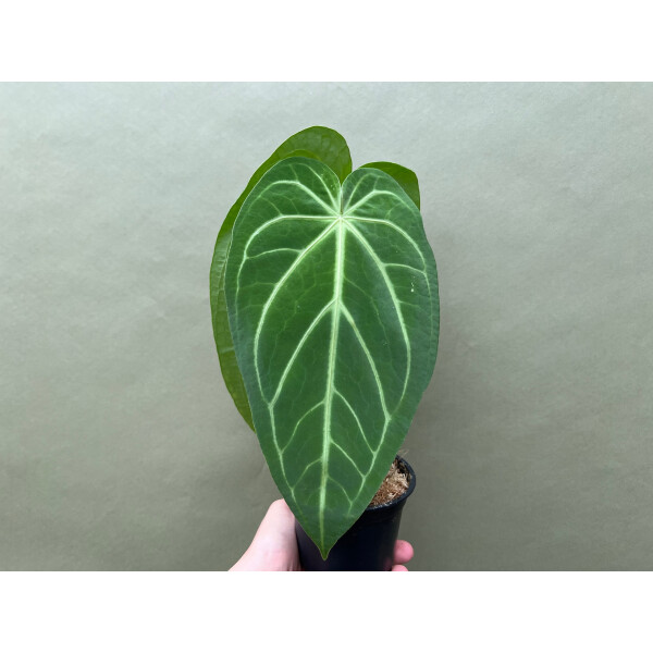 Anthurium magnificum silver, 99,00 €
