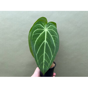 Anthurium magnificum silver 