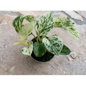 Epipremnum pinnatum Marble Queen