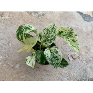 Epipremnum pinnatum Marble Queen