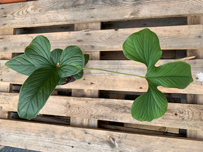 Anthurium draconopterum