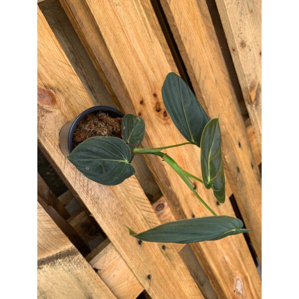 Philodendron melanochrysum M