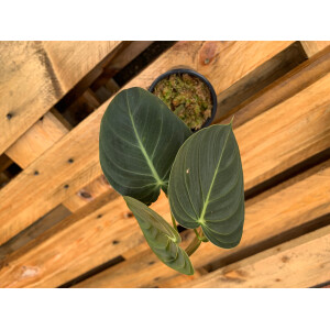 Philodendron melanochrysum M