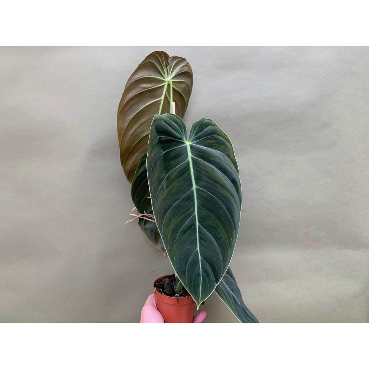 Philodendron melanochrysum L