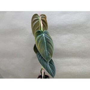 Philodendron melanochrysum L