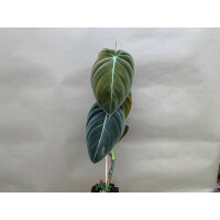 Philodendron melanochrysum L