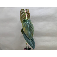 Philodendron melanochrysum L