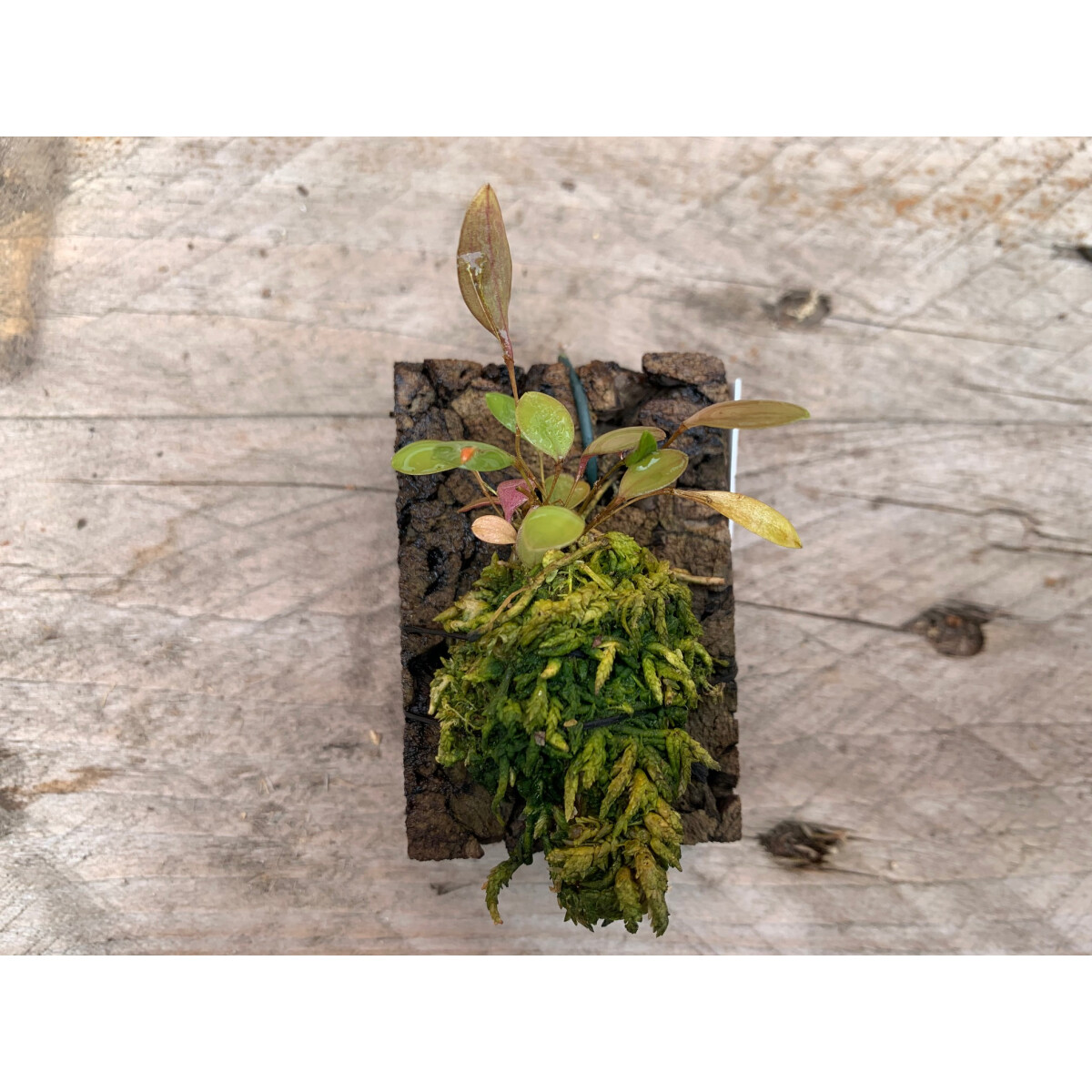 Lepanthes myiophora x mariposa box