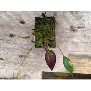 Lepanthes spec. Yellow