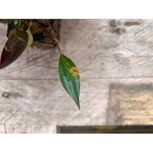 Lepanthes spec. Yellow