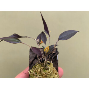 Lepanthes spec. Yellow