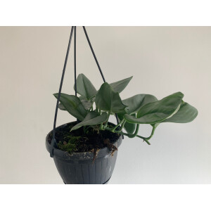 Scindapsus Treubii Moonlight Hängeampel