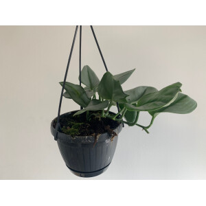 Scindapsus Treubii Moonlight Hängeampel