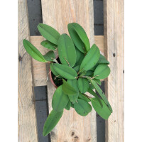 Pleurothallis majaluckae