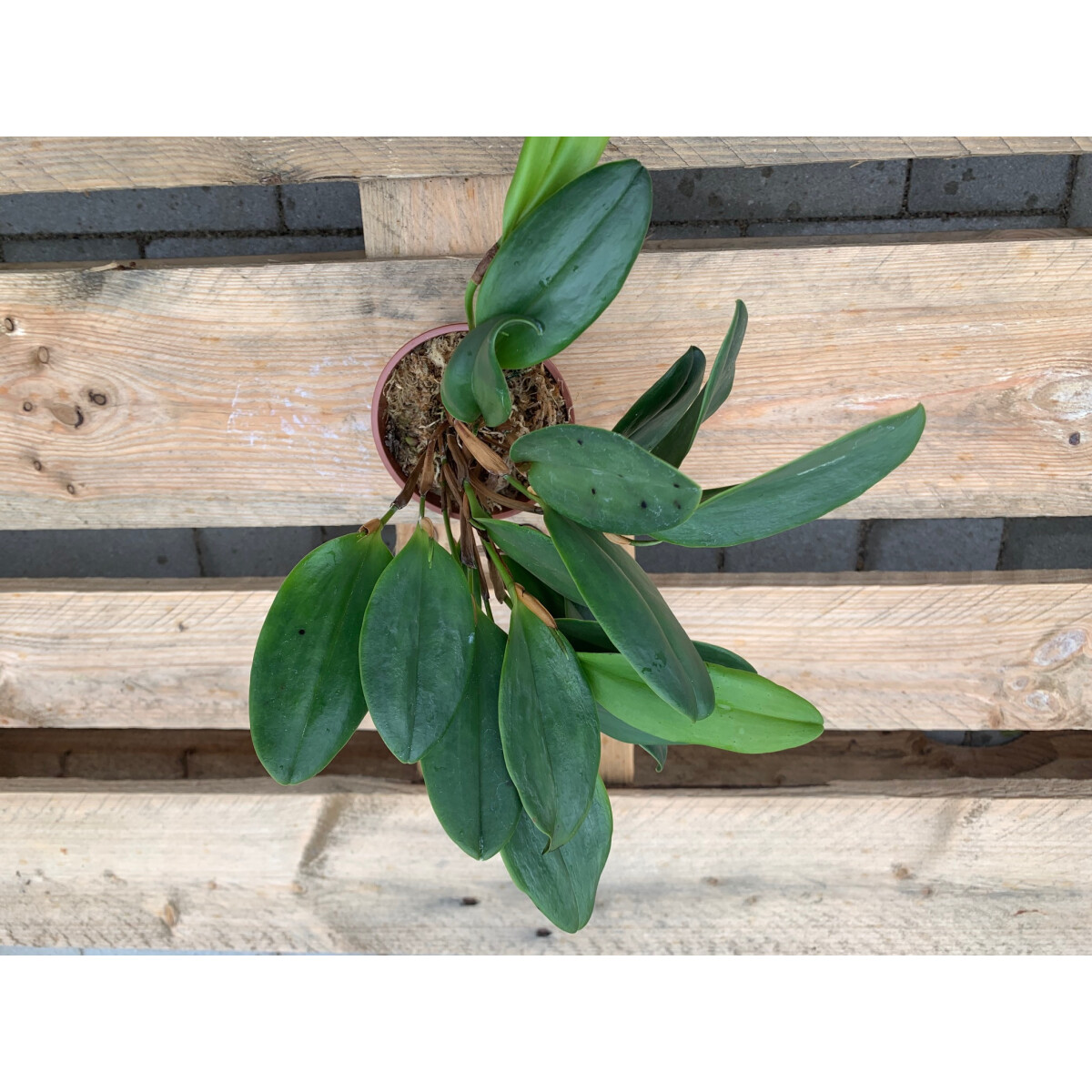 Pleurothallis violacea