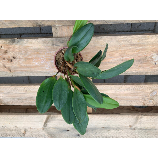 Pleurothallis violacea