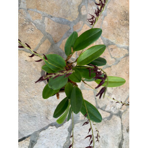 Pleurothallis violacea