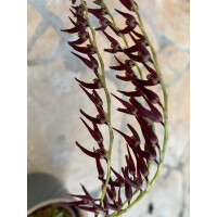 Pleurothallis violacea