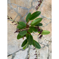 Pleurothallis violacea