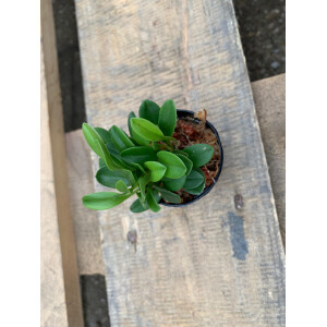 Masdevallia nidifica gelb