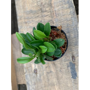 Masdevallia nidifica gelb