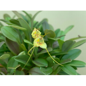 Masdevallia nidifica gelb