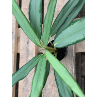 Aglaonema silver