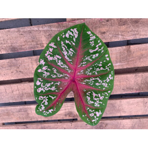 Caladium Red Star
