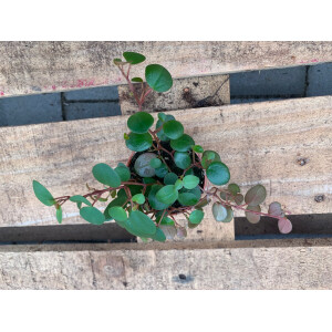 Peperomia pepperspot