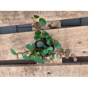 Peperomia pepperspot