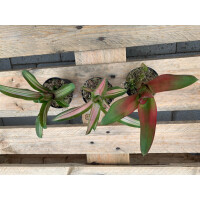Neoregelia Bromelien Set 2