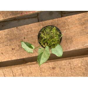 Syngonium green splash S