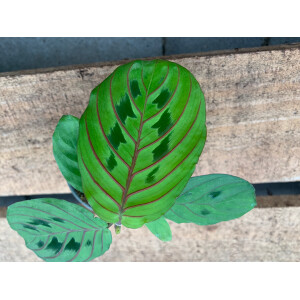Maranta leuconeura red striped Babyplant