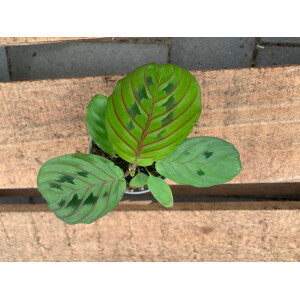 Maranta leuconeura red striped Babyplant