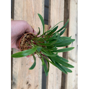 Masdevallia herradura