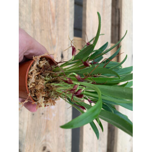 Masdevallia herradura